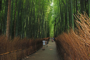 Uno scorcio del bosco di bambù