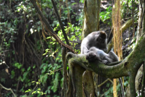 la foresta delle scimmie a Ubud