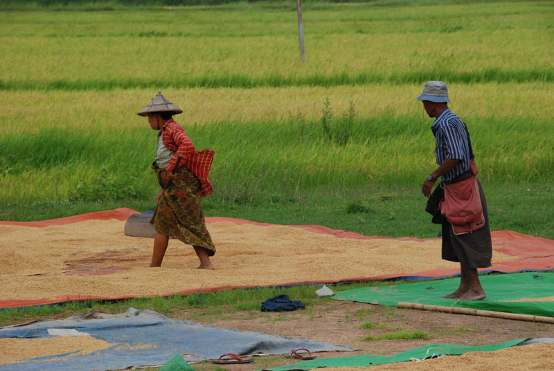I birmani e il riso