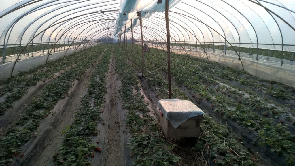 Strawberry fields... in Cina