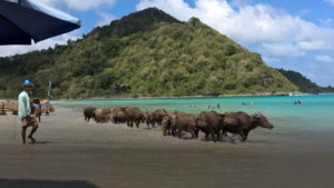 Bufali sulla spiaggia