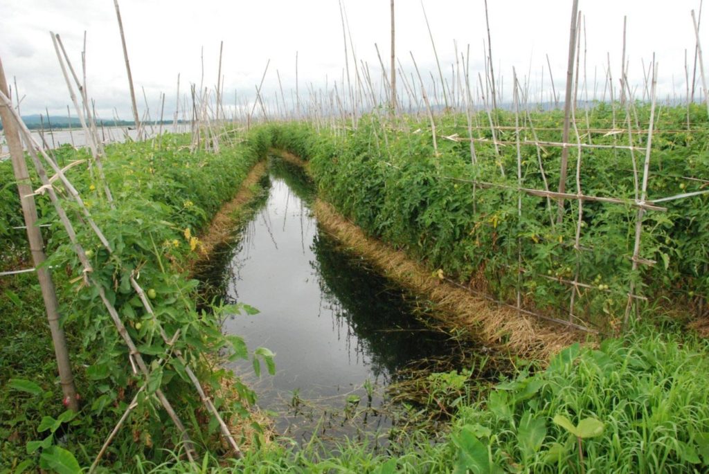 coltivazioni galleggianti del lago Inle