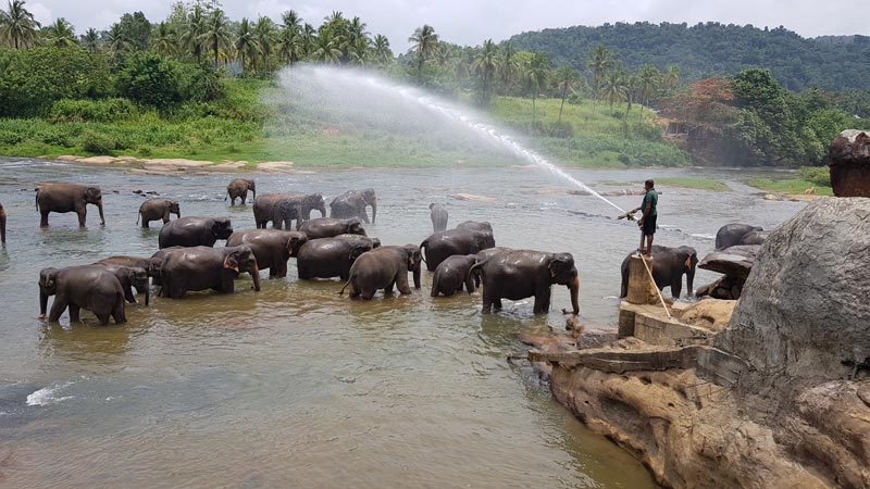 orfanotrofio degli elefanti