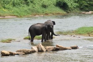 Due elefanti tentano la "fuga" a Pinnawela