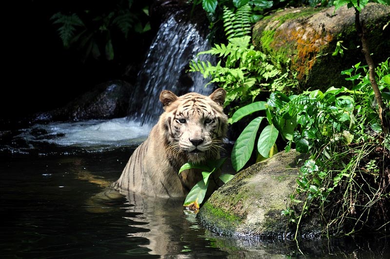 Una delle rarissime tigri albine dello zoo di Singapore