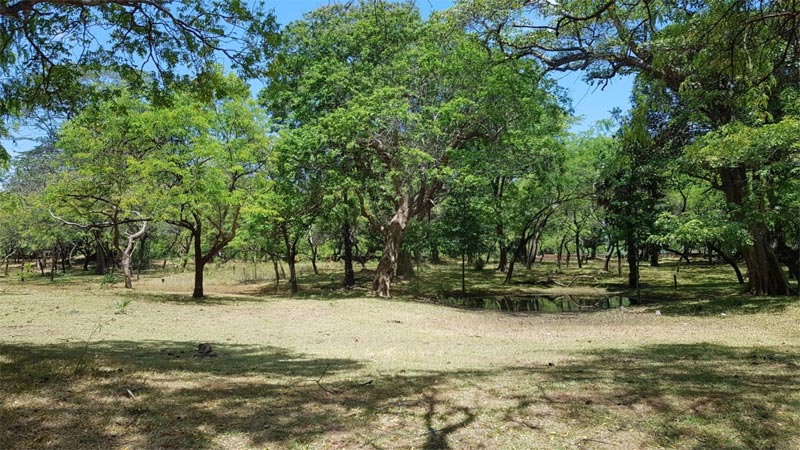 Foresta sempreverde secca nei dintorni di Polommaruwa