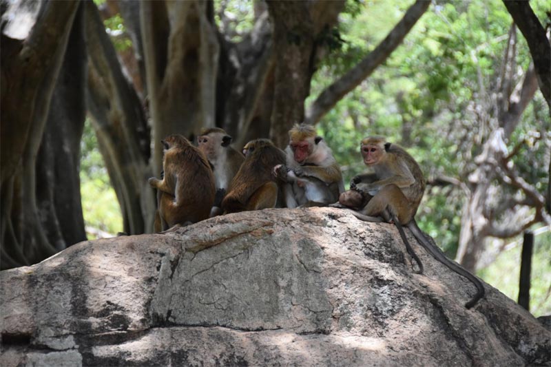 Macachi dal berretto a Gal Vihara