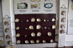 I metodi di creazione delle perle e le principali ostriche allevate ad Ha Long