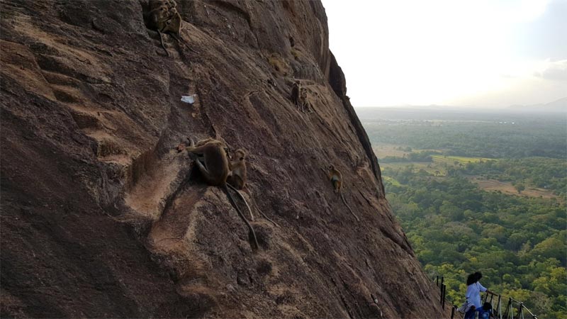 Alcune scimmie aggrappate alle pareti quasi verticali della rocca di Sigiriya