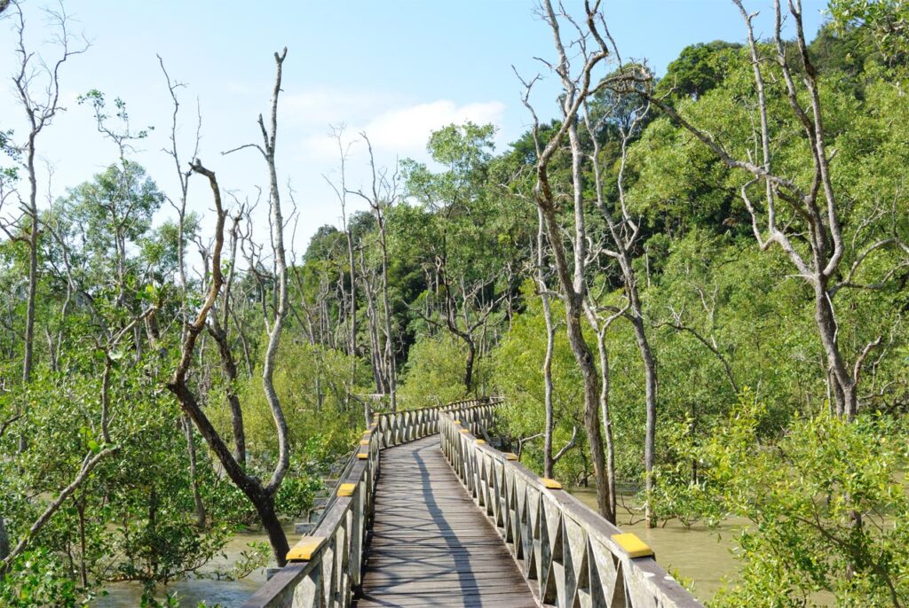 foresta mangrovie Bako